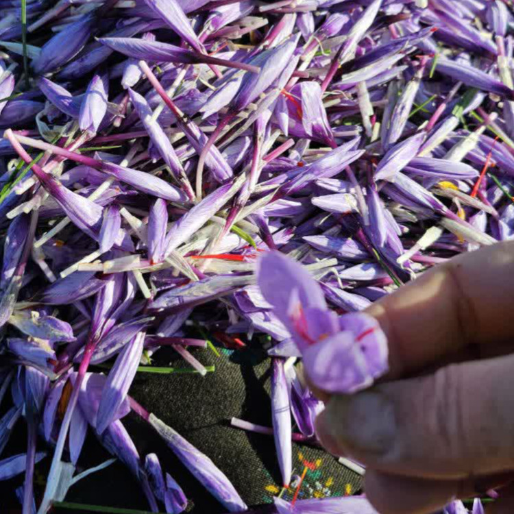 غنچه خشکیده گل زعفران