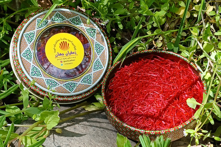 زعفران سوپرنگین صادراتی در دل طبیعت